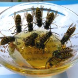 1808F 166 Fruehstueck in Pfreimd